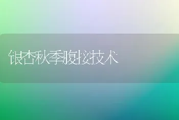 银杏秋季腹接技术