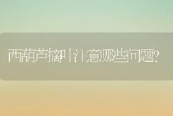 西葫芦摘叶注意哪些问题?