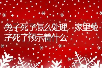 兔子死了怎么处理,家里兔子死了预示着什么