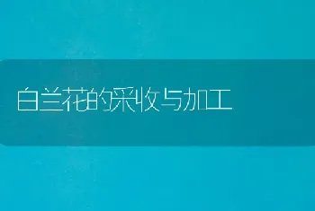 白兰花的采收与加工