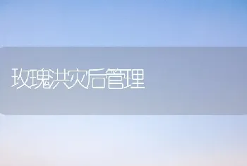 玫瑰洪灾后管理