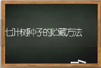 七叶树种子的贮藏方法