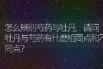 怎么辨别芍药与牡丹