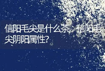 信阳毛尖是什么茶