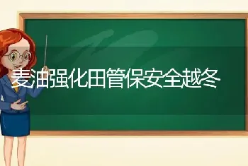 麦油强化田管保安全越冬