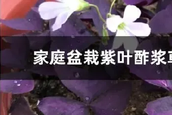 家庭盆栽紫叶酢浆草的养护方法