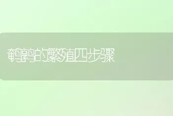 鹌鹑的繁殖四步骤