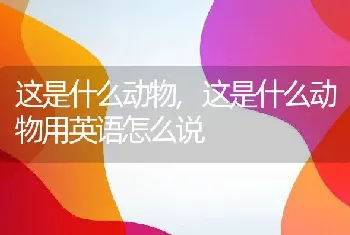 这是什么动物,这是什么动物用英语怎么说