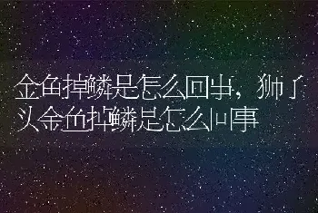 金鱼掉鳞是怎么回事