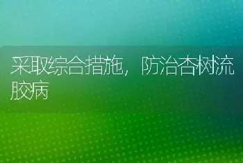 采取综合措施,防治杏树流胶病