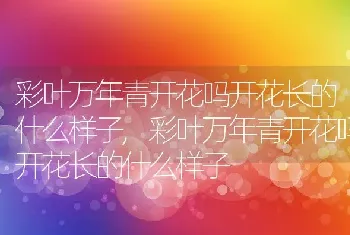 柿树的养护方法