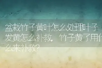 盆栽竹子黄叶怎么处理叶子发黄怎么补救