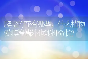 什么是“花石榴”“果石榴”