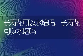 长寿花可以水培吗