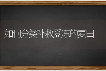 如何分类补救受冻的麦田