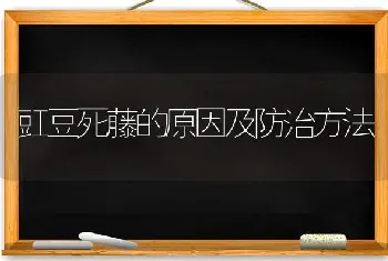 豇豆死藤的原因及防治方法