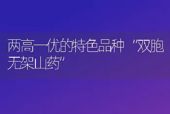 两高一优的特色品种“双胞无架山药”