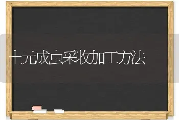 土元成虫采收加工方法