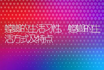 螳螂的生活习性