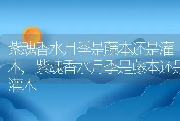 紫魂香水月季是藤本还是灌木