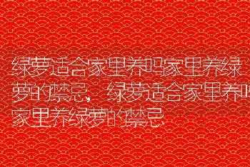 绿萝适合家里养吗家里养绿萝的禁忌