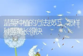 蓝莓种植的方法技巧