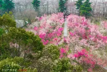 春季的花都有哪些开放