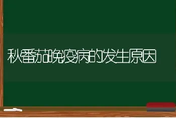 秋番茄晚疫病的发生原因