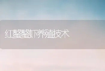 红螯螯虾养殖技术