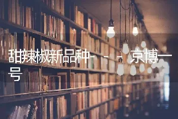 甜辣椒新品种---京博一号