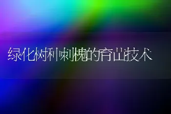 绿化树种刺槐的育苗技术