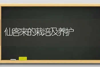 仙客来的栽培及养护