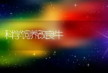 科学饲养改良牛