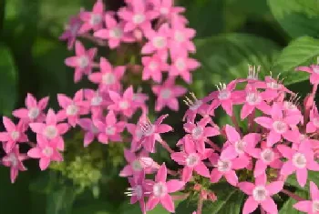 繁星花冬天会死吗