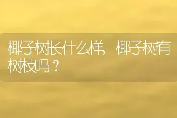 椰子树长什么样