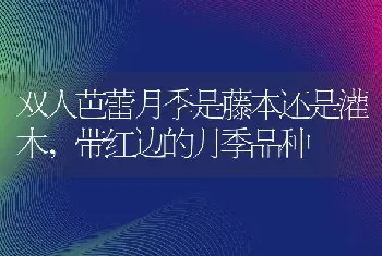 双人芭蕾月季是藤本还是灌木