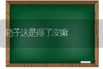 貉子这是得了皮癣