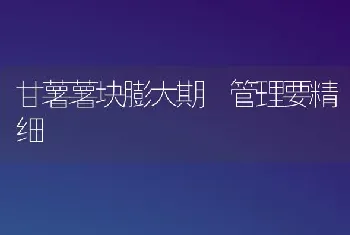 甘薯薯块膨大期 管理要精细