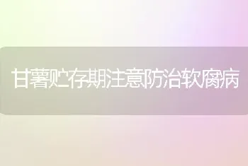 甘薯贮存期注意防治软腐病