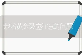 栽培黄金梨应注意的问题