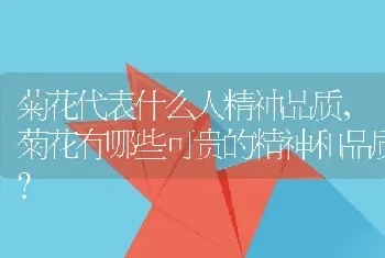 菊花代表什么人精神品质