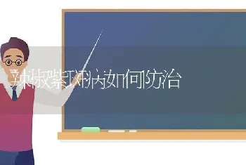 辣椒紫斑病如何防治