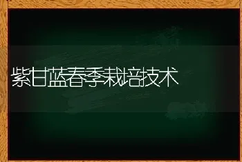 紫甘蓝春季栽培技术