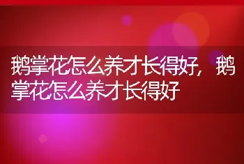 鹅掌花怎么养才长得好