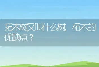 拓木树又叫什么树