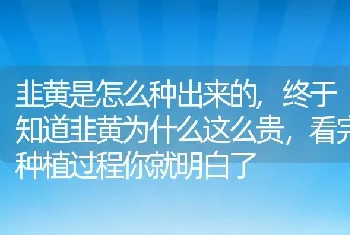 槟榔长什么样子