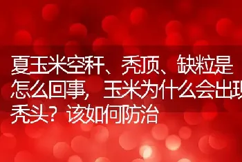 夏玉米空秆、秃顶、缺粒是怎么回事