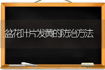 盆花叶片发黄的防治方法