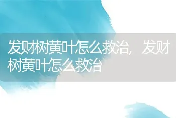 发财树黄叶怎么救治