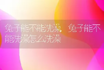 兔子能不能洗澡,兔子能不能洗澡怎么洗澡